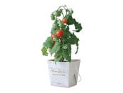 お庭がなくてもお部屋の中でお野菜が栽培できるプチトマト栽培キットです。