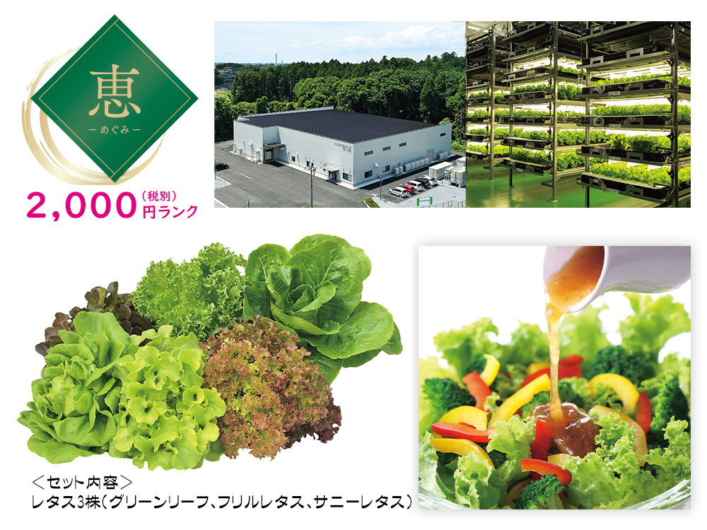 【完売】【恵】植物工場大株レタス 3種類セット
