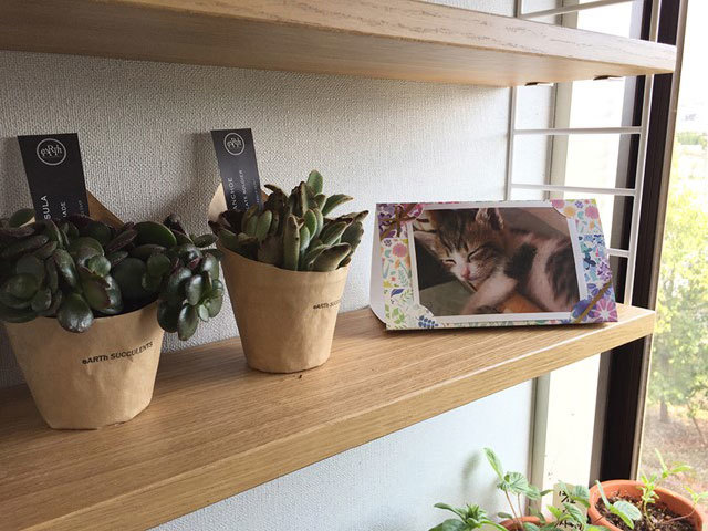 ハーブの種子とフォトスタンド